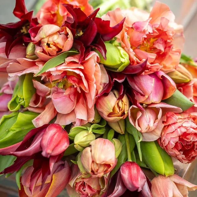 Sarah Raven Tulpen Kollektion Blumenzwiebeln 45 Stück