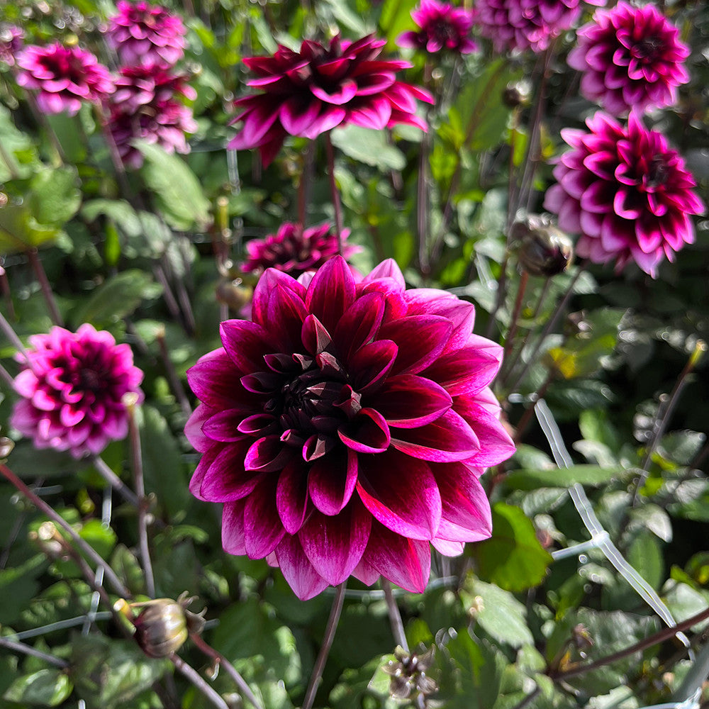 Sarah Raven Bulbs Dahlie Davina Michelle Knolle 1 Knolle magenta
