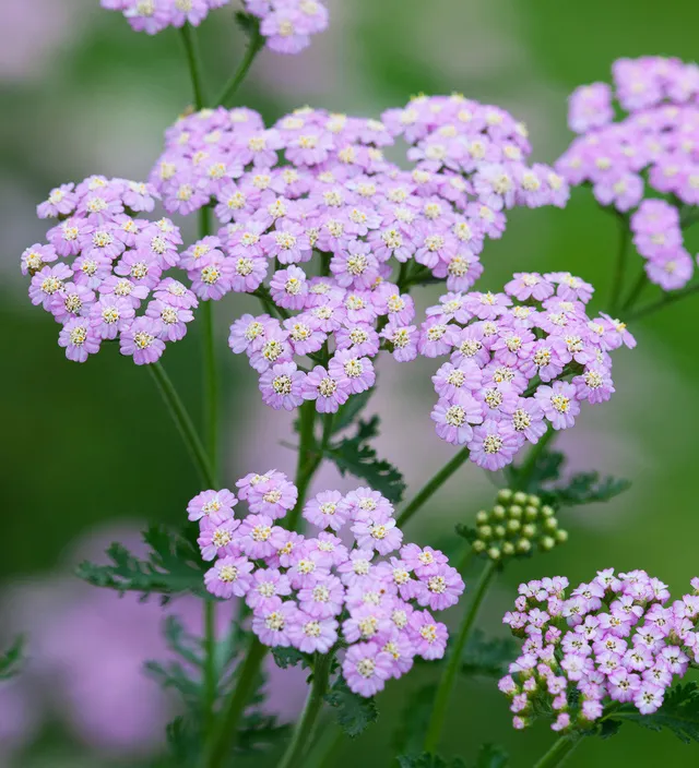 Sarah Raven Plants Achillea Lilac Beauty Pflanze 3x9cm pink