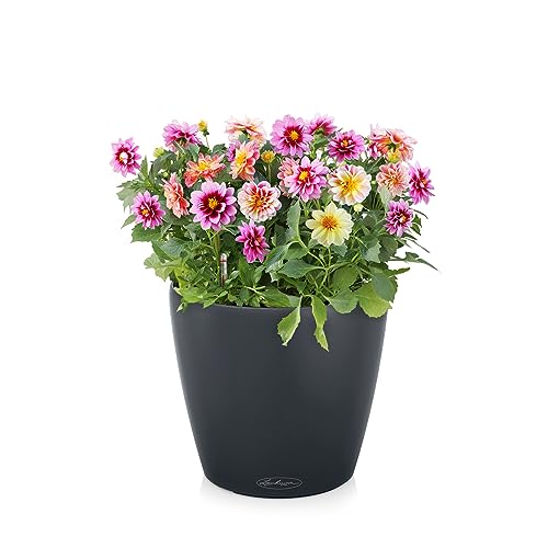 Lechuza Classico Color 43 Pflanztopf schiefergrau mit Bewässerung
