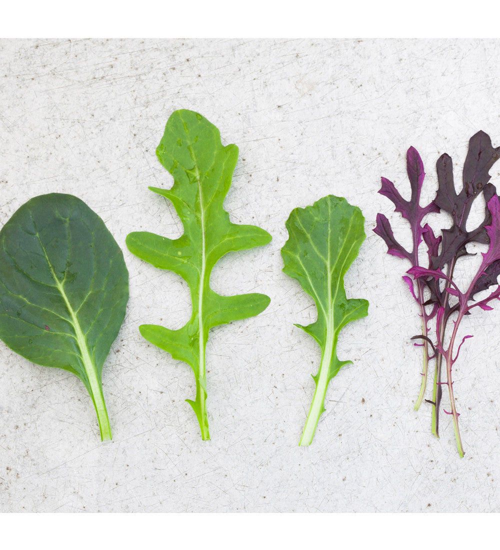 Sarah Raven Seeds Salat Samen Geschenkbox 5 Tüten ganzjährig