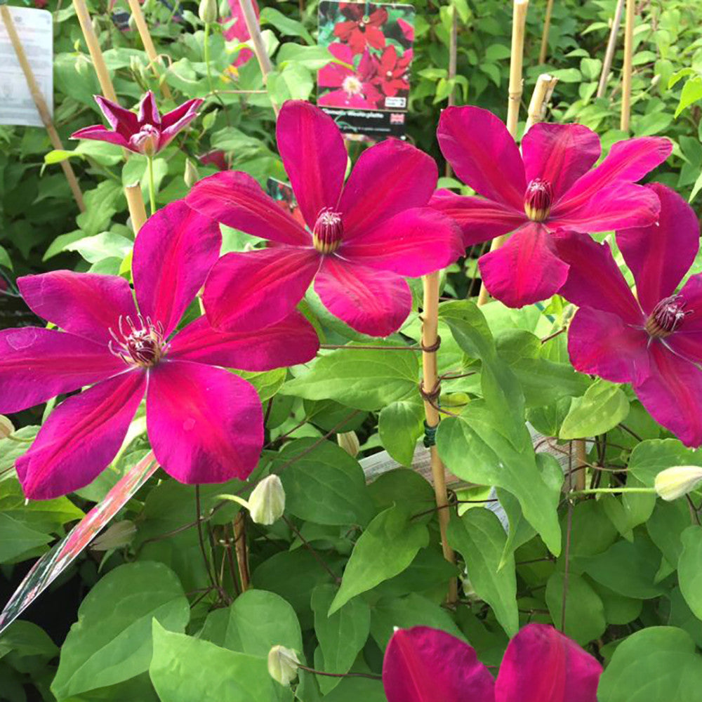 Sarah Raven Plants Clematis Westerplatte Pflanze 2 Liter Topf rot