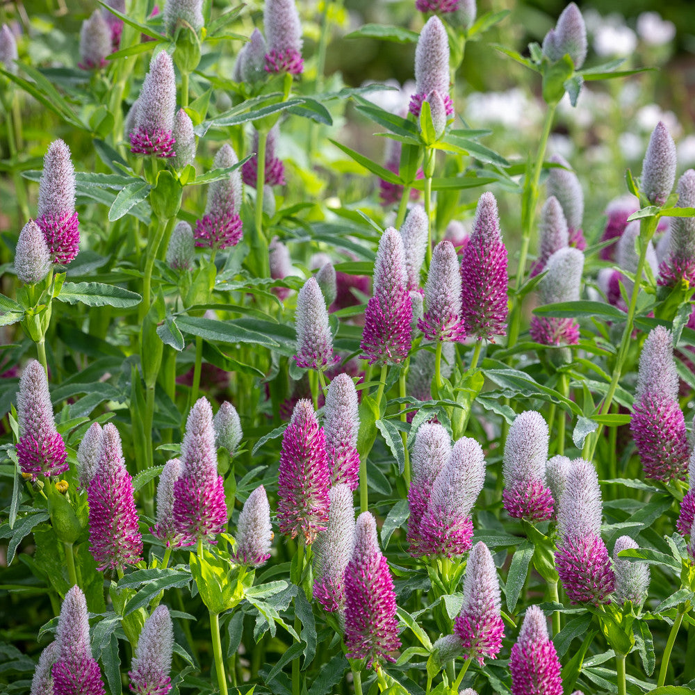 Sarah Raven Plants Trifolium rubens Samen 20 Stück rot