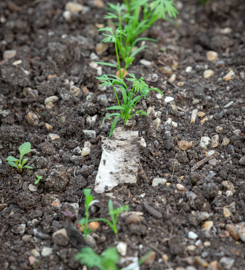 Sarah Raven Seeds Rucola Rocket Buzz Saatband 6m mild