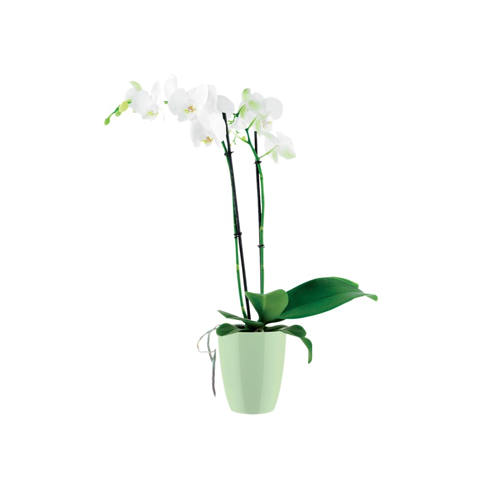 elho Brussels Diamond Orchidee Hoch 12,5 Blumentopf Grün