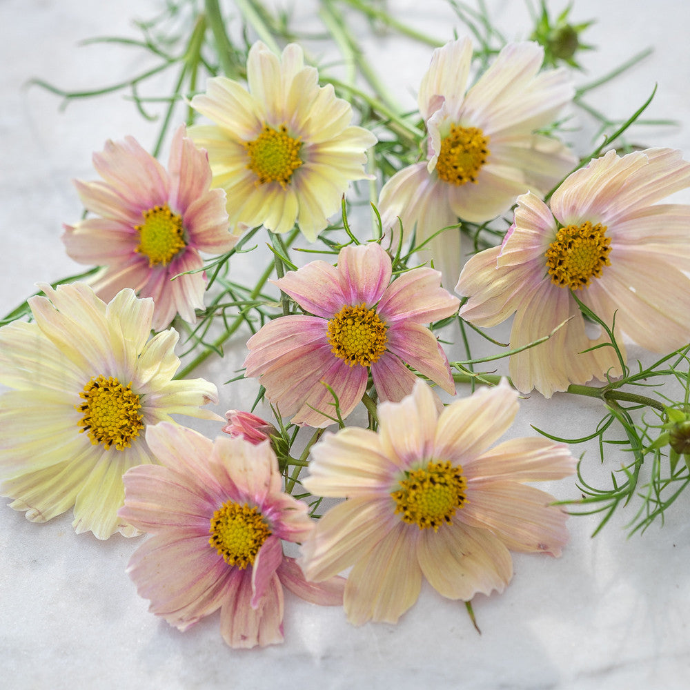 Sarah Raven Plants Cosmos Apricot Lemonade Schmuckkörbchen 30 Samen