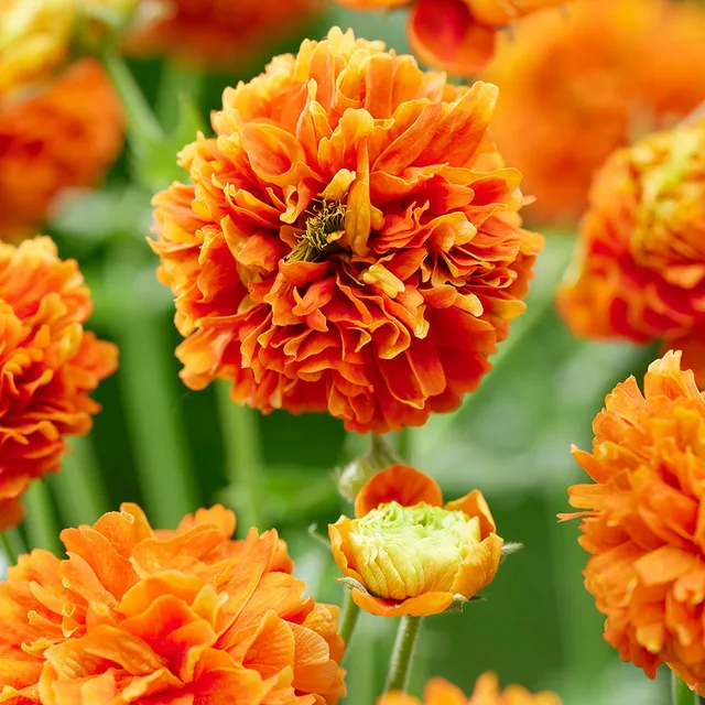 Sarah Raven Plants Geum Orange Pumpkin Pflanze 3x9cm orange