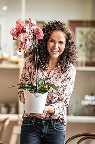 Lechuza Orchidea Blattglanzspray 250ml für Orchideen