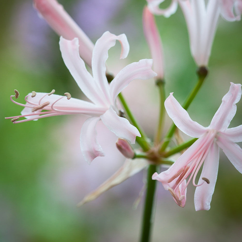 Sarah Raven Bulbs Border Nerine Collection Blumenzwiebeln 25