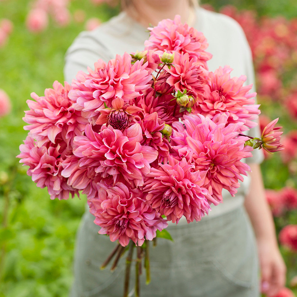 Sarah Raven Bulbs Dahlia Klara Zak Dahlienknolle 1 Knolle rosa