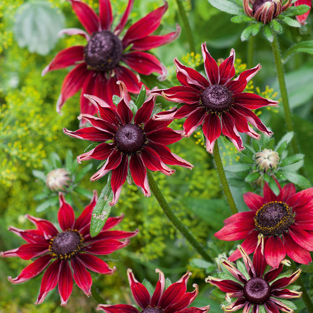 Sarah Raven Seeds Rudbeckia Cherry Brandy Sonnenhut 30 Samen