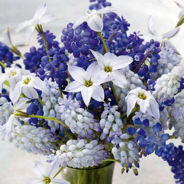 Sarah Raven Bulbs Blue and White Spring Collection Blumenzwiebeln 60 Stück