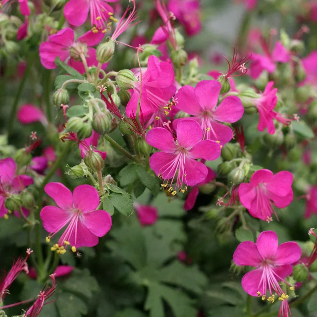Sarah Raven Plants Geranium Intense Storchschnabel 3x9cm pink