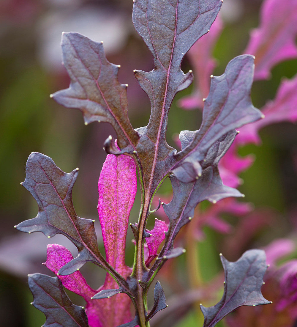 Sarah Raven Seeds Salad Leaf Autumn Winter Mix Samen 500 Samen winterhart