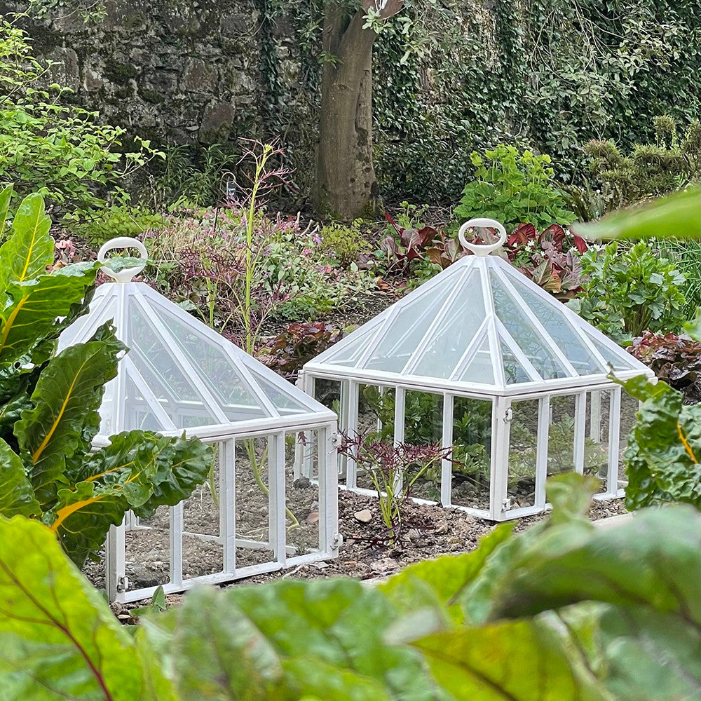 Sarah Raven Claverton Square Cloche Pflanzglocke Glas 45cm einzeln