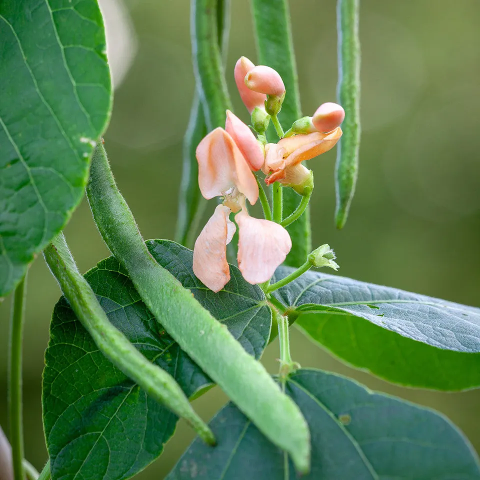 Sarah Raven Seeds Stangenbohne Sunset Samen 50 Samen essbar