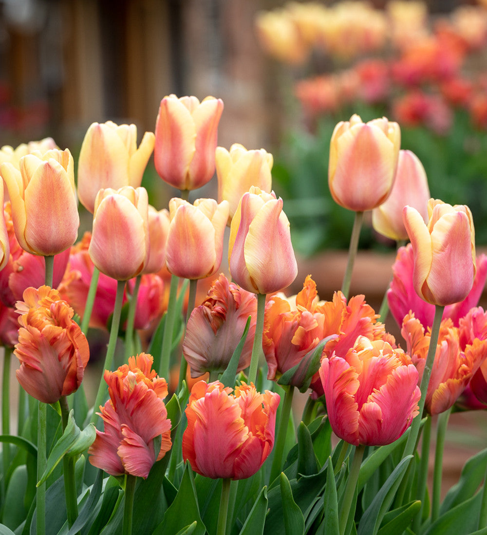 Sarah Raven Bulbs Tulpe Amazing Parrot Blumenzwiebeln 10 St