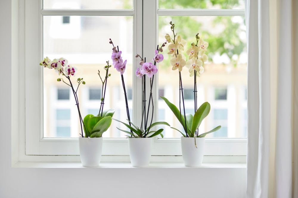 elho Brussels Orchidee Hoch 12,5 Blumentopf Weiss für innen