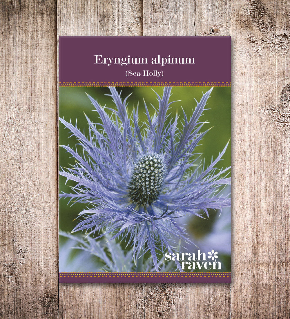 Sarah Raven Plants Eryngium alpinum Samen 50 Samen blau