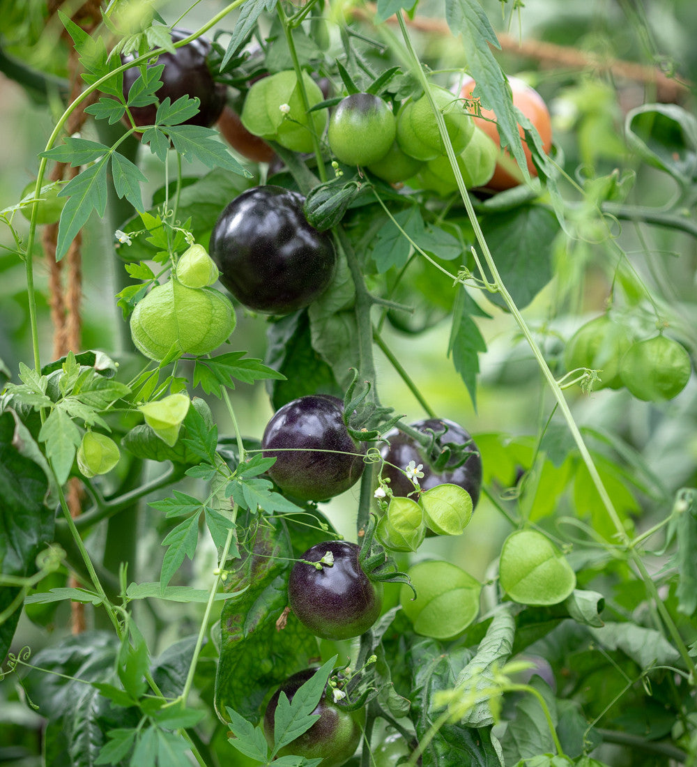 Sarah Raven Seeds Tomate Indigo Rose Samen 10 Samen blau