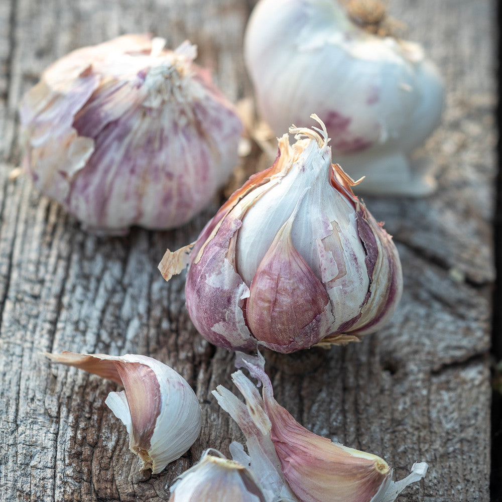 Sarah Raven Bulbs Garlic Early Purple Wight Knoblauch 2 Zwiebeln früh