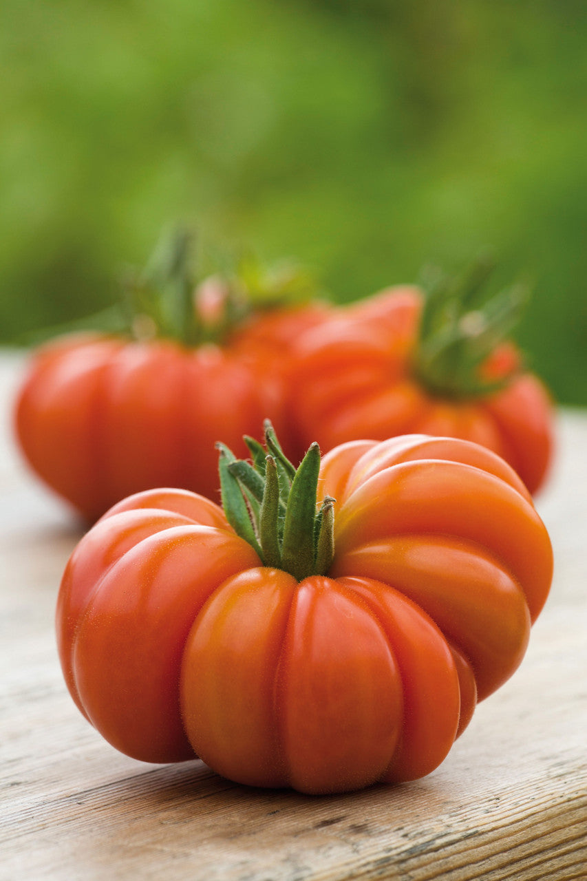 Sarah Raven Seeds Tomate Costoluto Fiorentino Samen 45 Samen italienisch