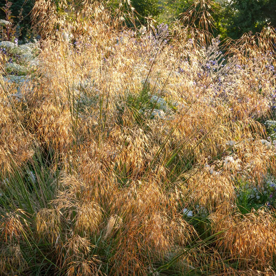 Sarah Raven Plants Stipa gigantea Ziergras 1x 2-Liter-Topf immergrün