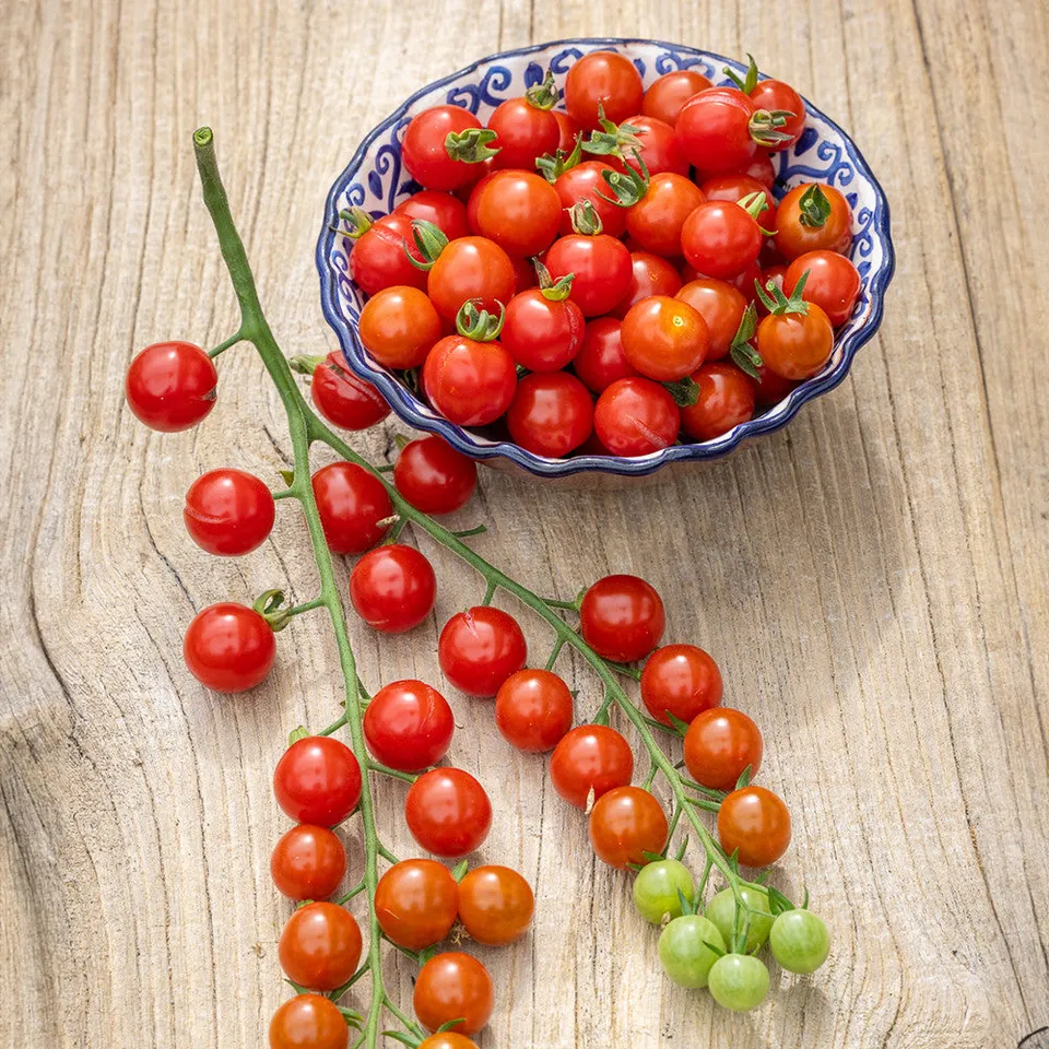 Sarah Raven Cerise Supersweet Tomate 10 Samen F1