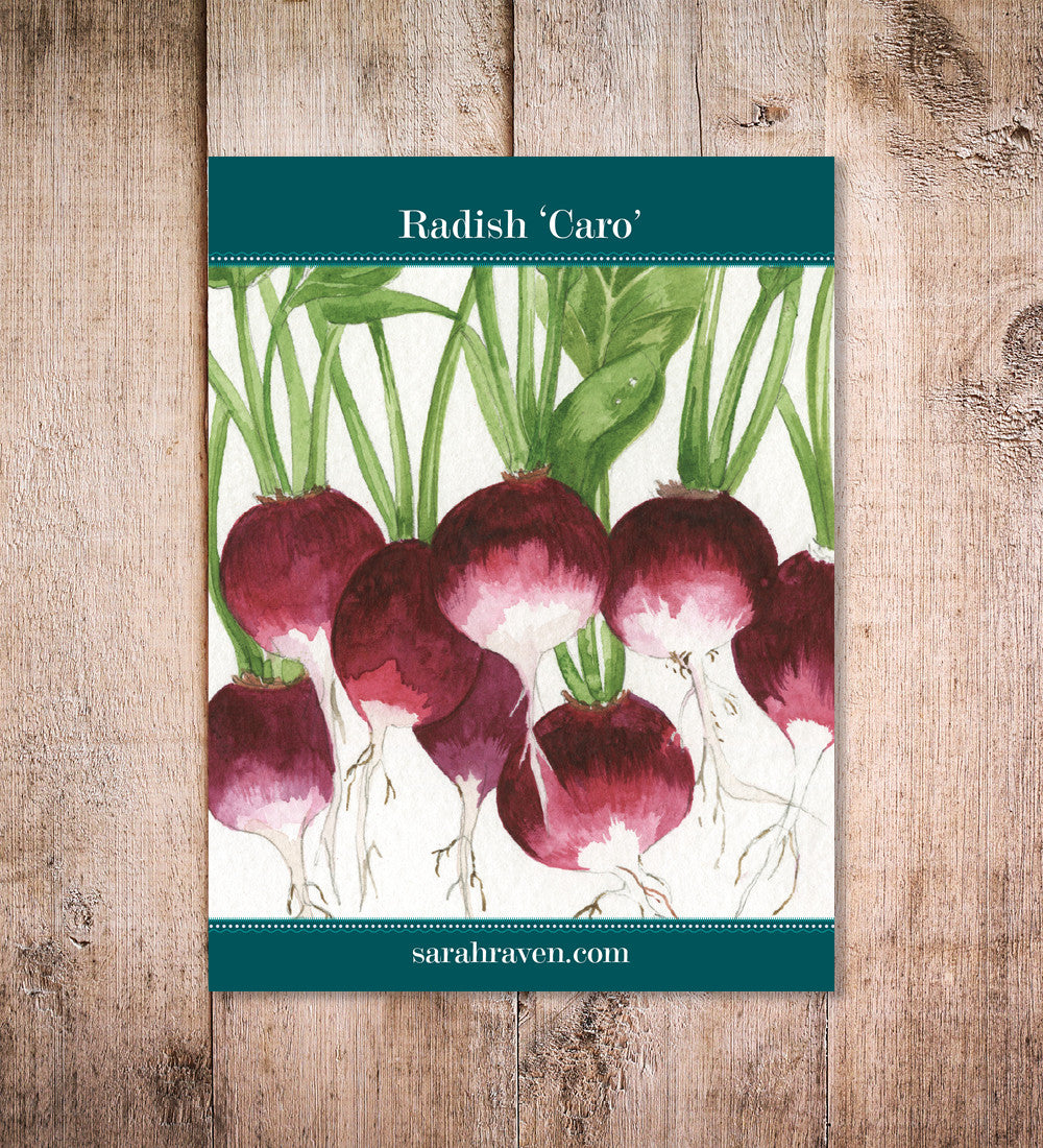 Sarah Raven Radish Caro Radieschensamen 400 Samen rosa