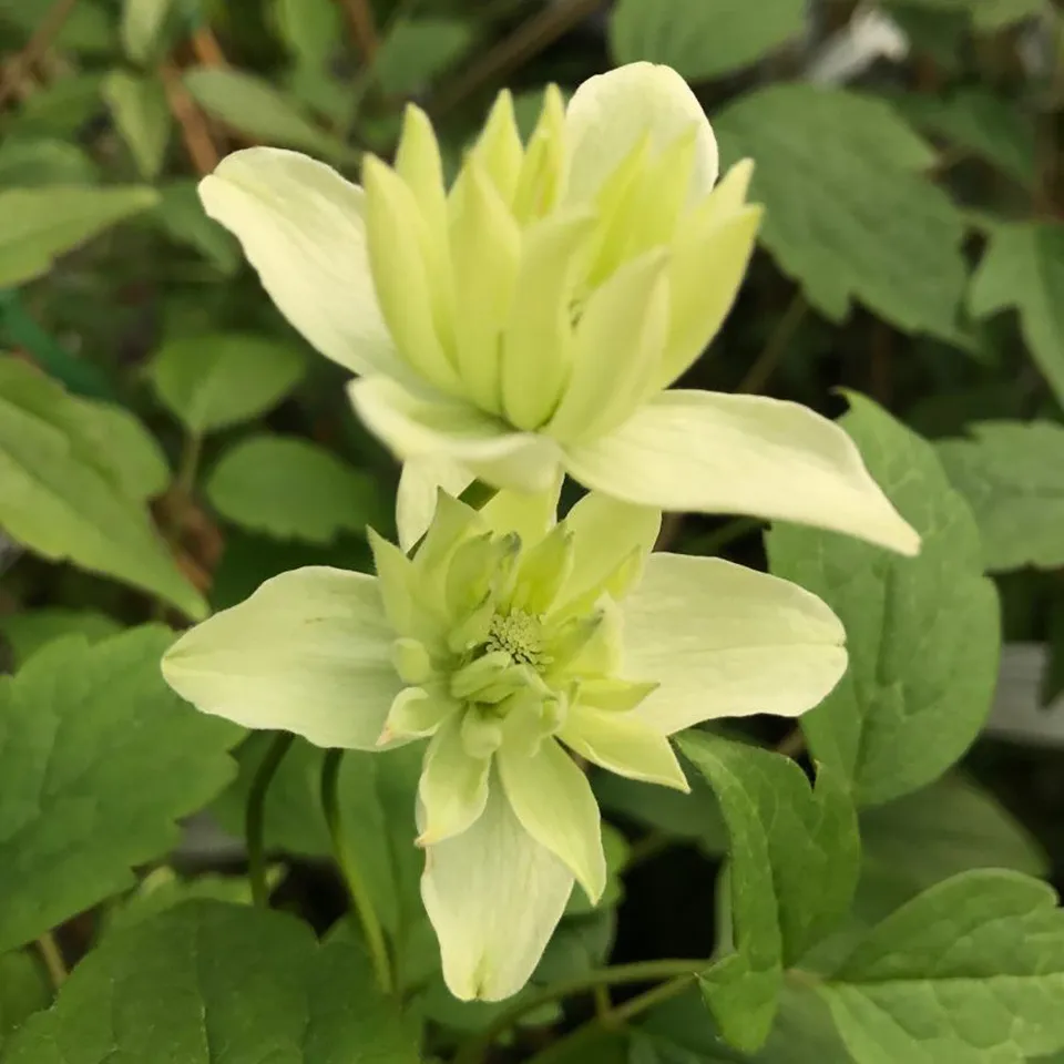 Sarah Raven Clematis montana Primrose Star Pflanze 2L gelb