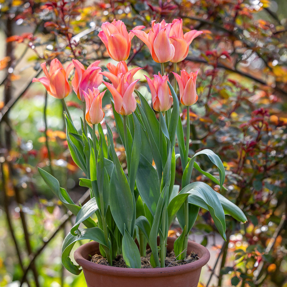 Sarah Raven Tulip Marianne Tulpenzwiebeln 10 Stück lila
