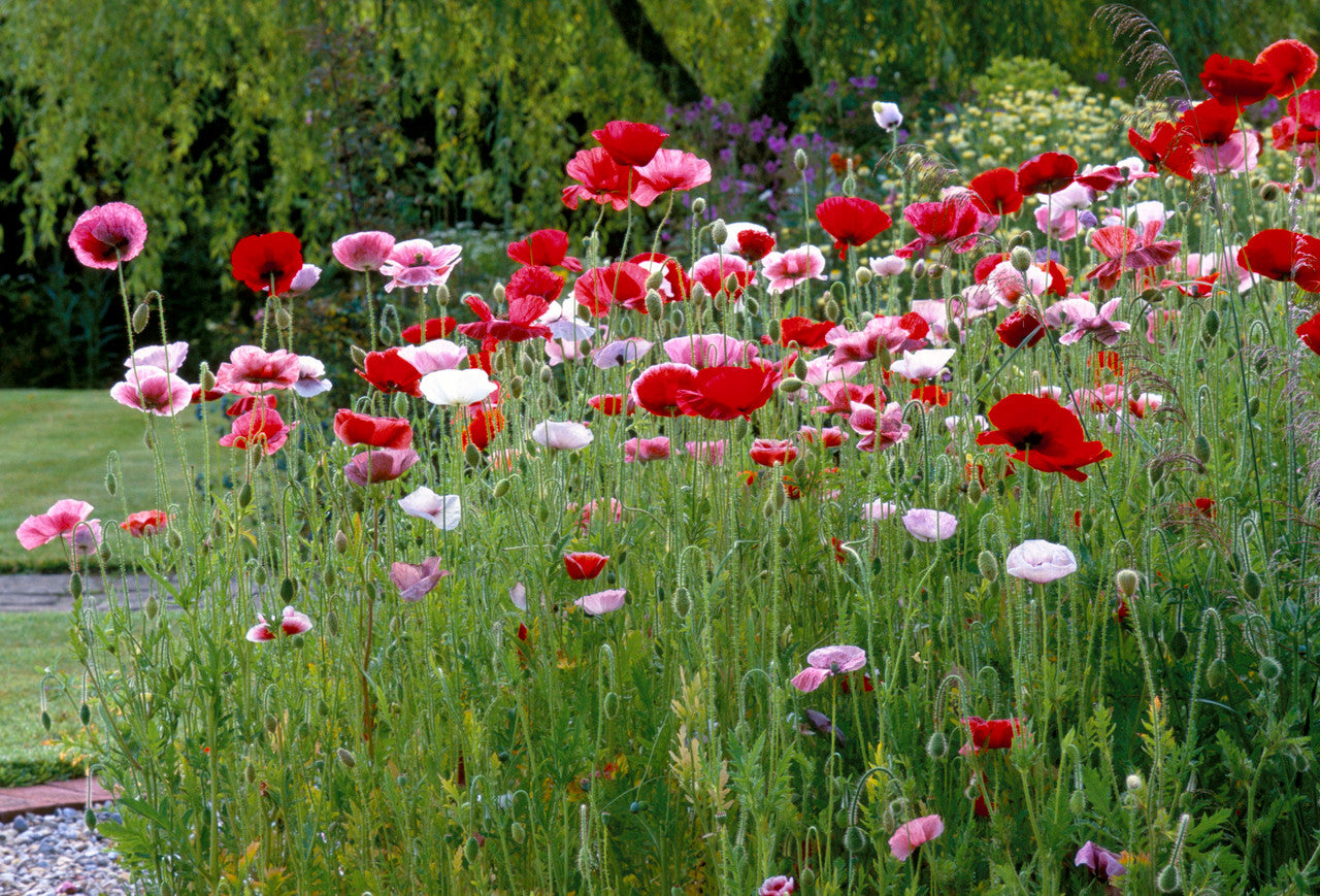 Sarah Raven Seeds Papaver rhoeas Mother of Pearl Samen 120 Samen rosa
