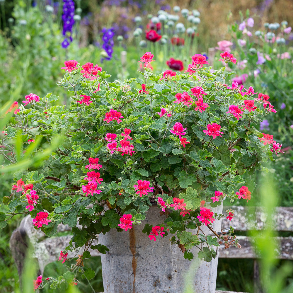 Sarah Raven Pelargonium Shrubland Rose Duftgeranie 3x9cm rosa