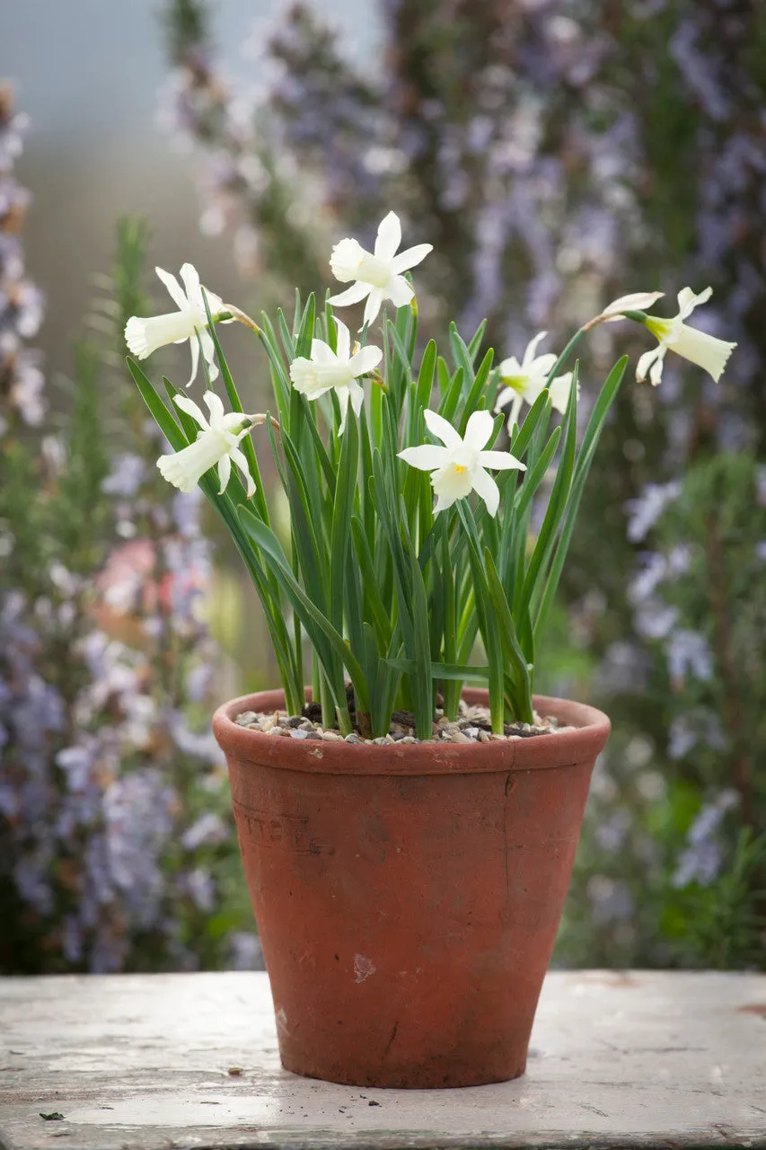 Sarah Raven Bulbs Narcissus 'Elka' Zwiebeln 30 Zwiebeln elfenbein