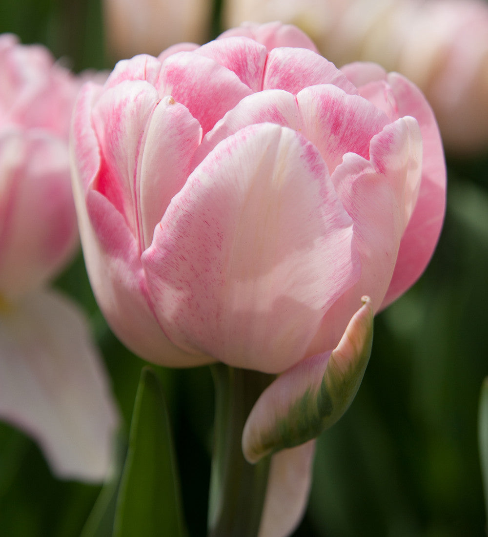 Sarah Raven Bulbs Tulip Foxtrot Tulpenzwiebeln 10 Stück rosa