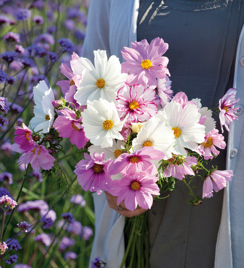 Sarah Raven Plants Pale Cosmos Collection Pflanzen 12x 9cm helle Mischung