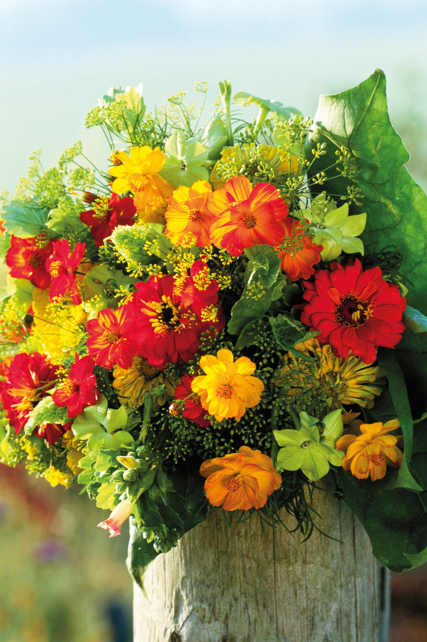 Sarah Raven Cosmos Bright Lights Samen 100 Samen orange