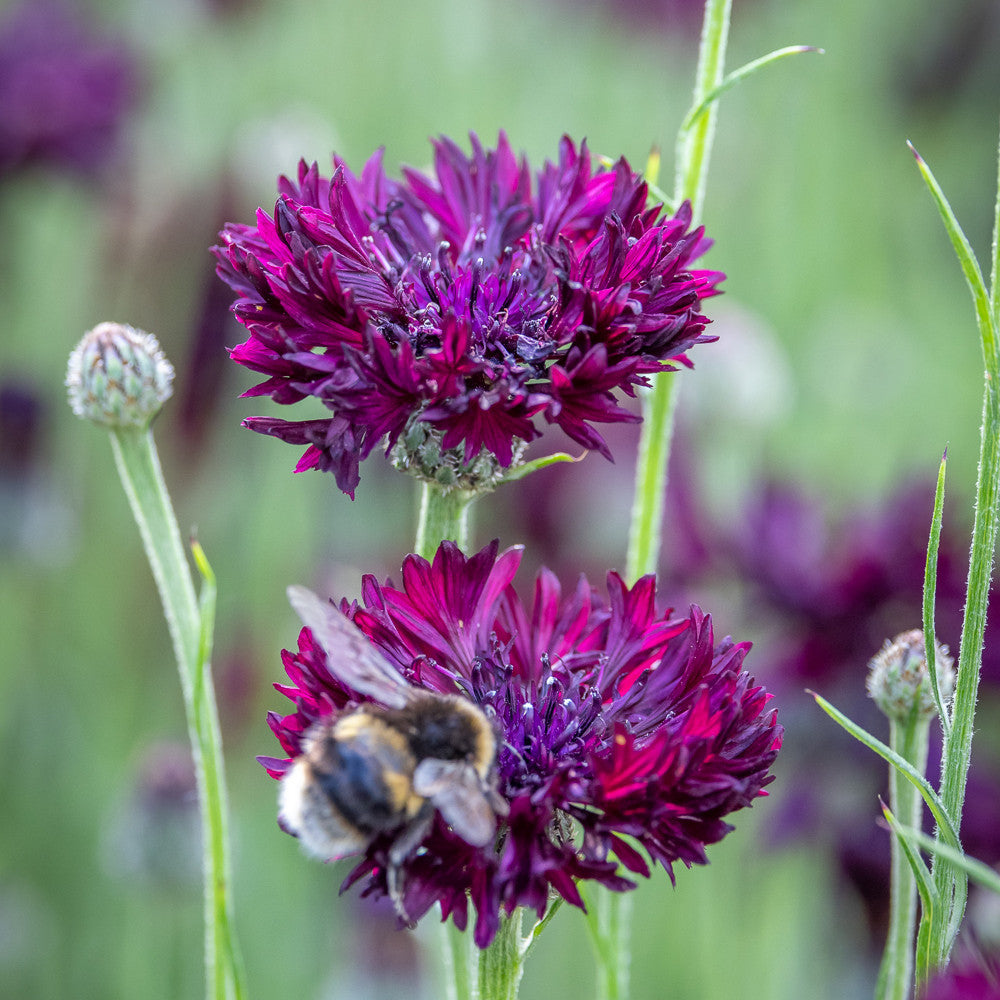 Sarah Raven Centaurea Black Ball Samen 300 Samen dunkelrot