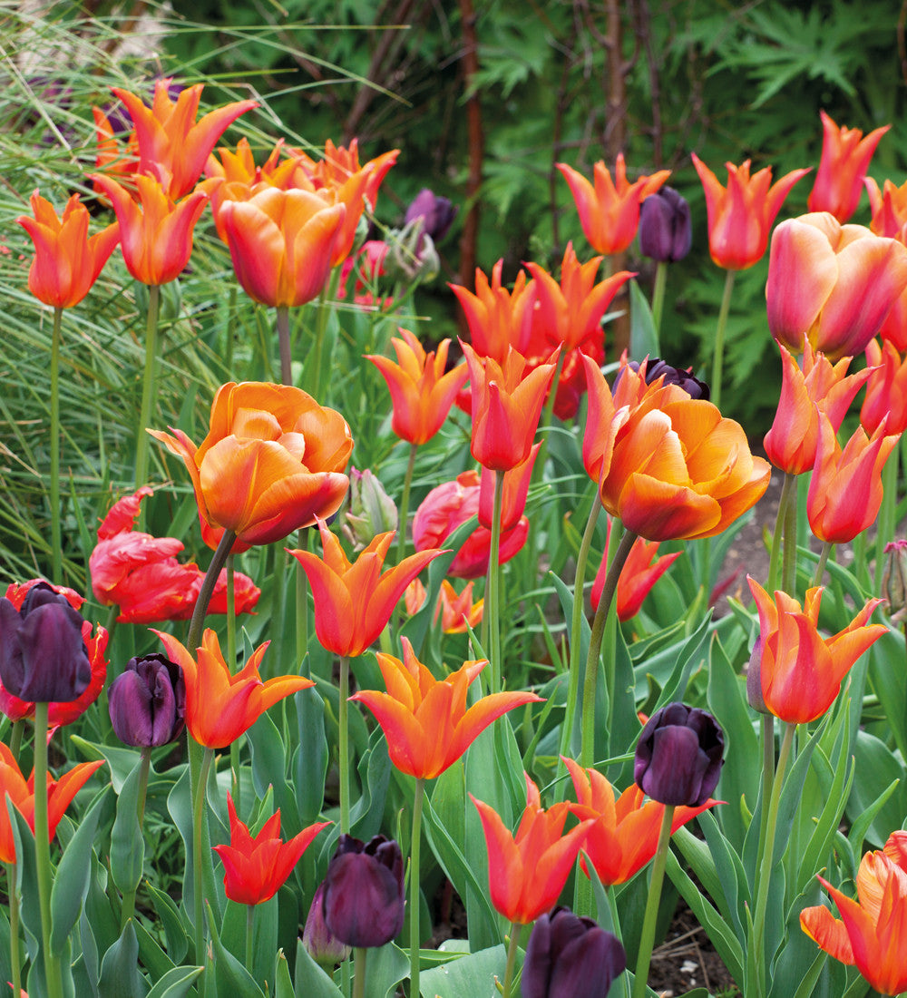 Sarah Raven Bulbs Scented Tulip Collection Tulpen 40 Zwiebeln Duft