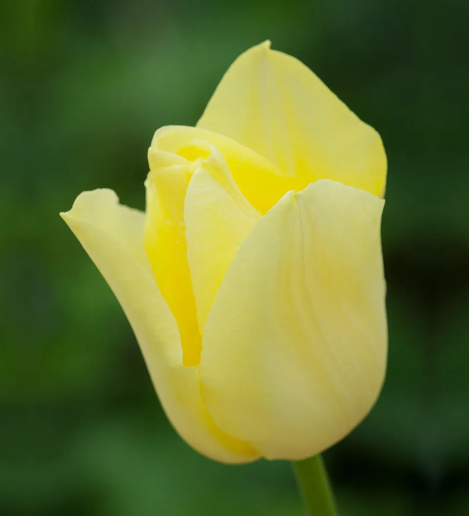 Sarah Raven Bulbs Tulpe World Friendship Blumenzwiebeln 10 Zwiebeln gelb