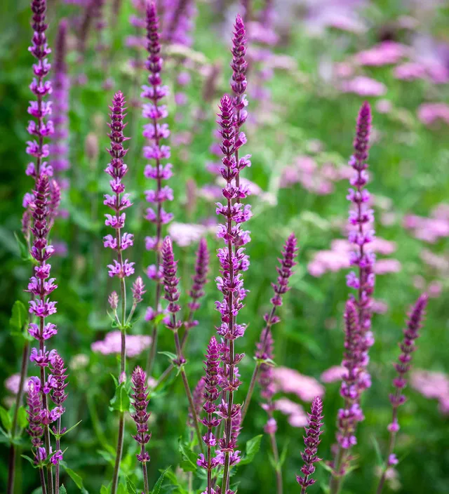 Sarah Raven Plants Salbei Amethyst Staude 3x9cm/2L Topf