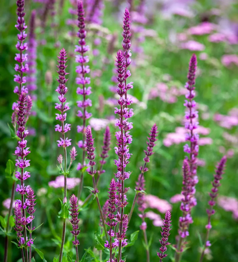 Sarah Raven Plants Salbei Amethyst Staude 3x9cm/2L Topf