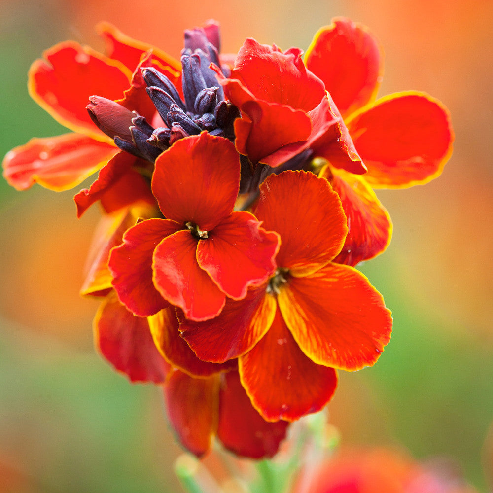 Sarah Raven Wallflower Fire King Goldlack 9x 9cm orange duftend