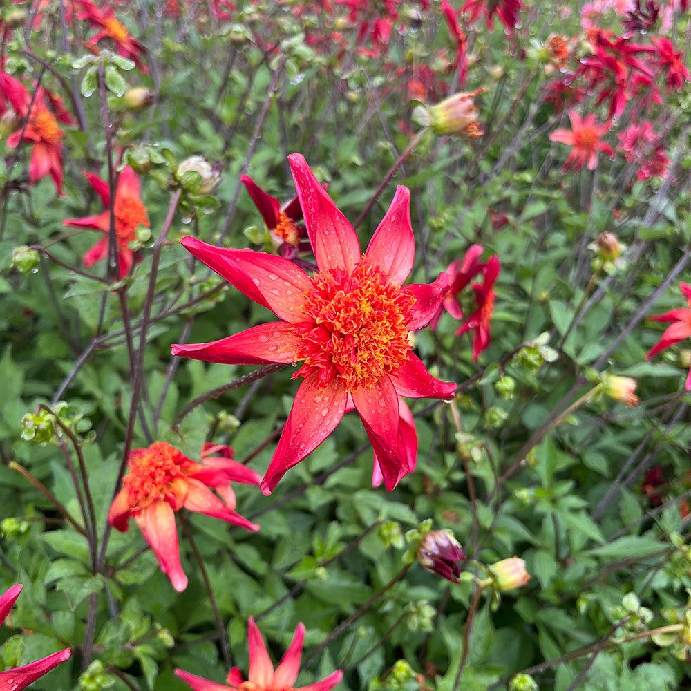 Sarah Raven Bulbs Dahlie Red Starfish Knolle Rot