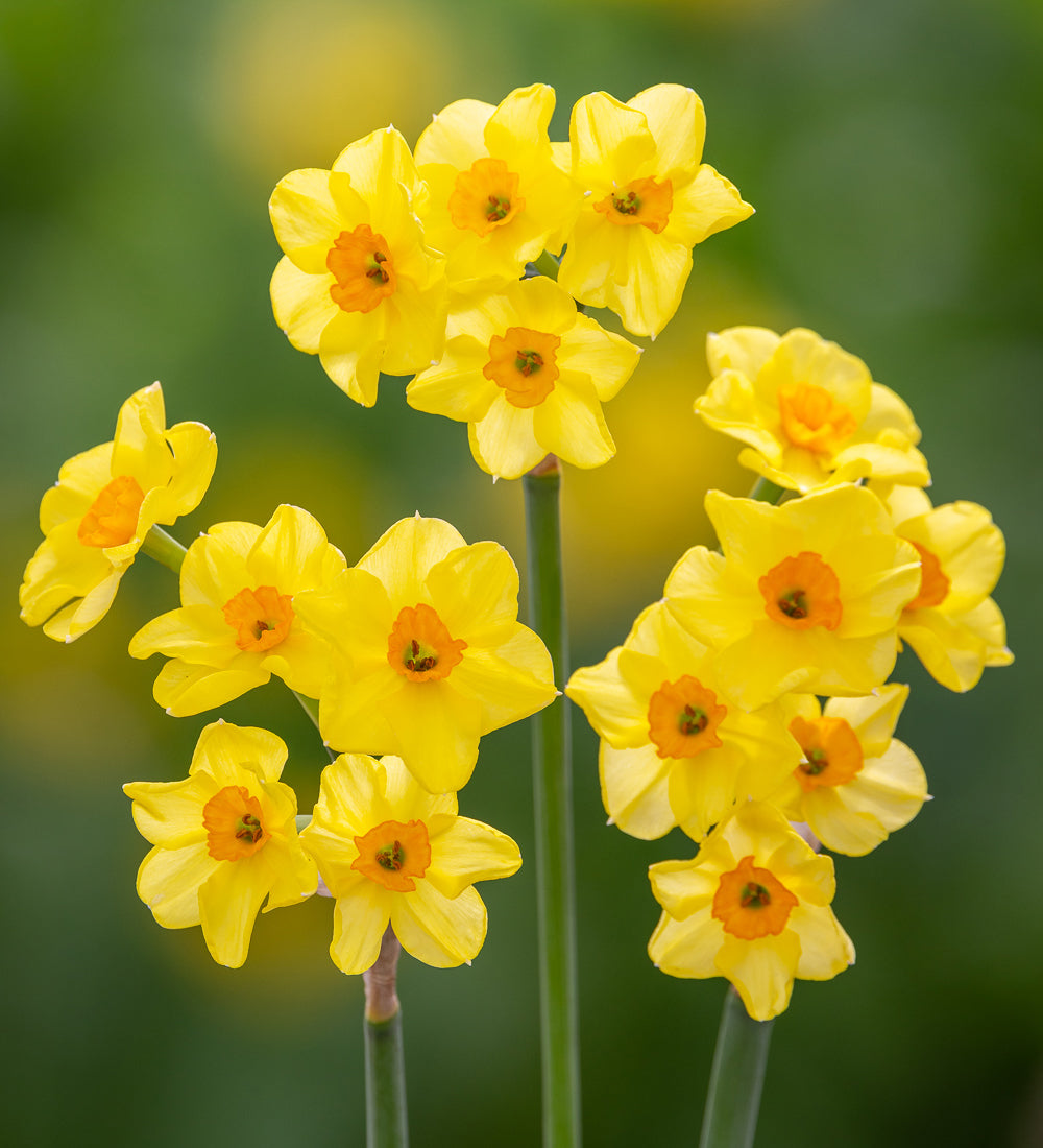 Sarah Raven Bulbs Narcissus Golden Dawn Blumenzwiebeln 15 Stück duftend