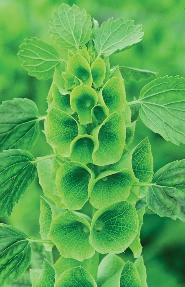 Sarah Raven Moluccella laevis Samen 200 Samen Schnittblume grün
