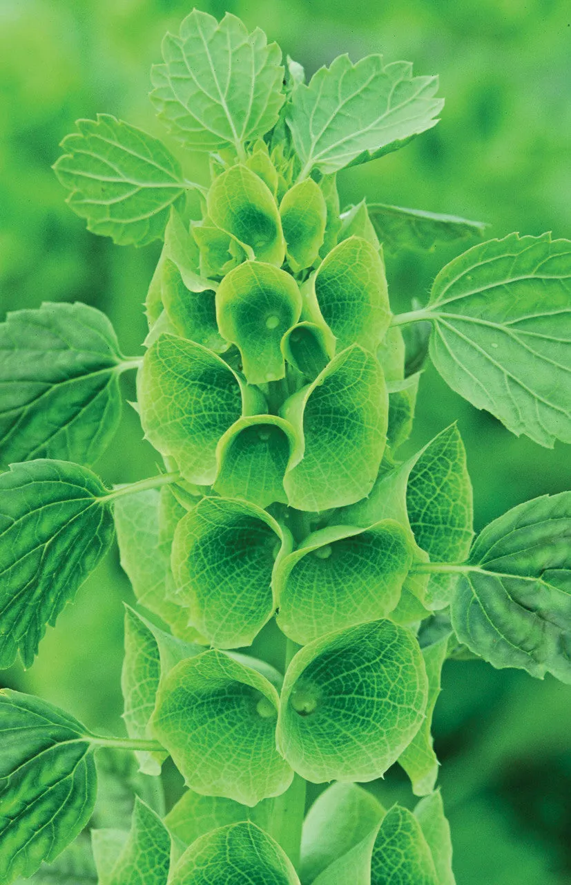 Sarah Raven Moluccella laevis Samen 200 Samen Schnittblume grün