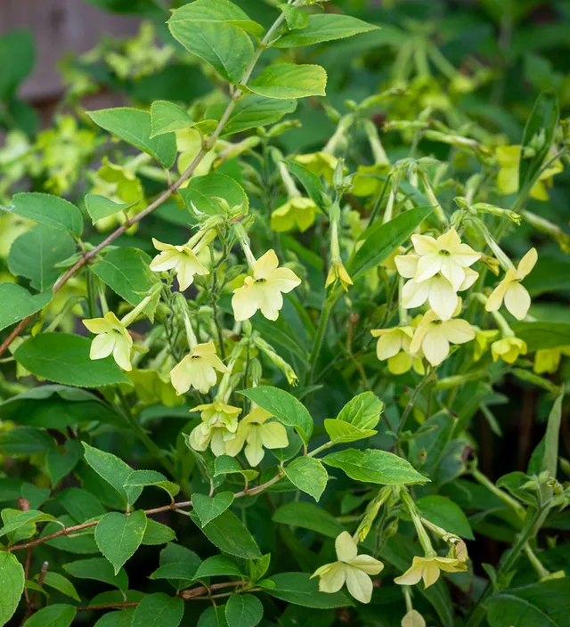 Sarah Raven Plants Nicotiana alata Lime Green Samen 100 Stück