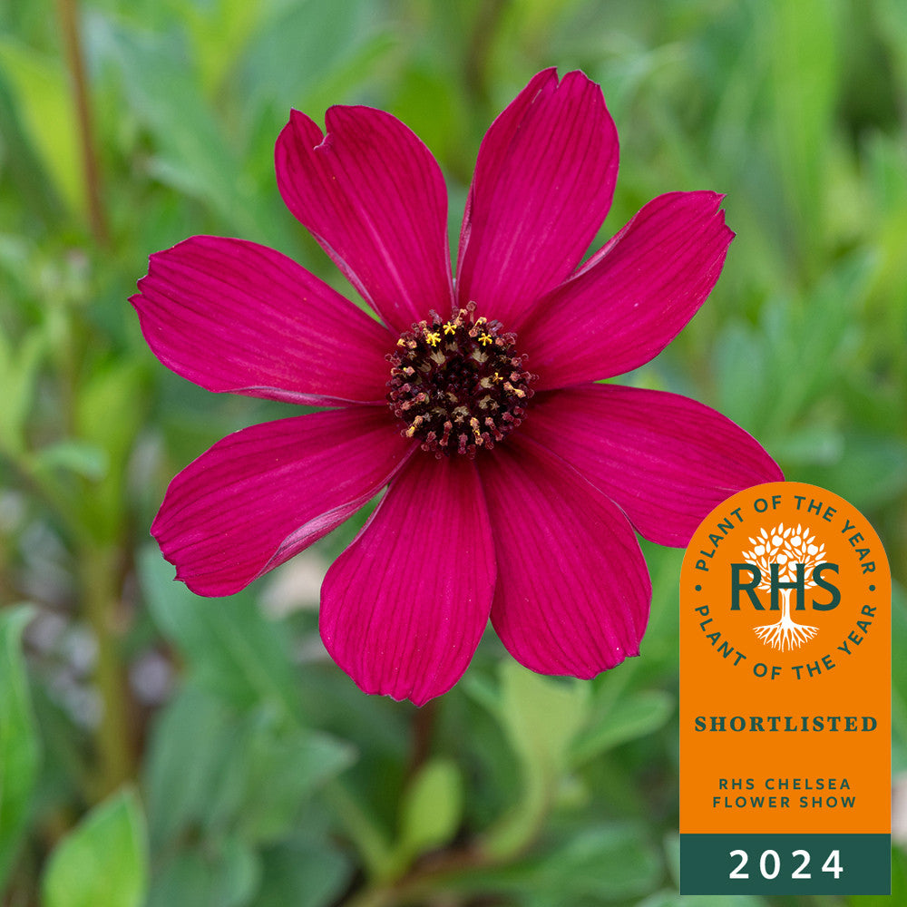 Sarah Raven Plants Cosmos Cherry Chocolate Pflanze 3x9cm Topf Duft