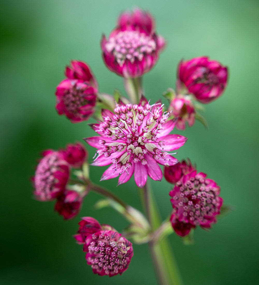Sarah Raven Plants Astrantia Collection Stauden 3x 9cm Töpfe Schatten